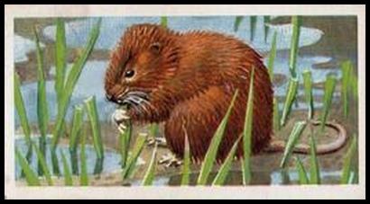 29 The Water Vole
